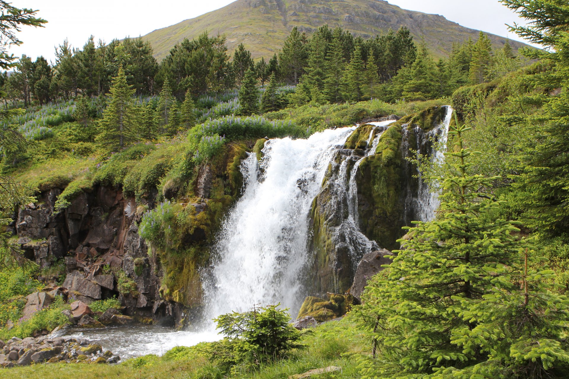 Leyningsfoss, Skarðsdalsskógur