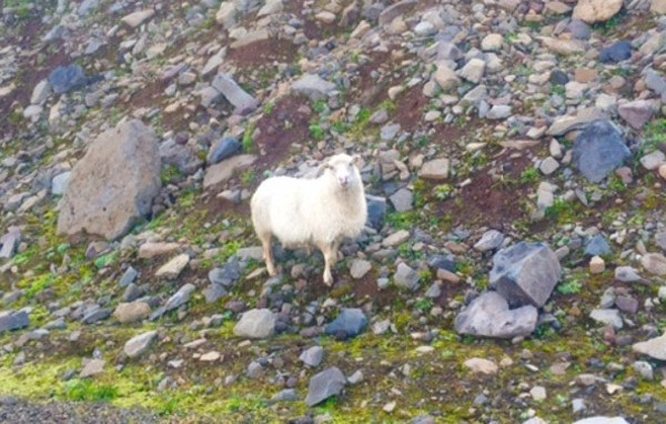 Ein í Siglufjarðarskarði